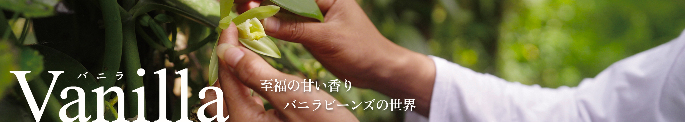 Vanilla 至福の香り バニラビーンズの世界
