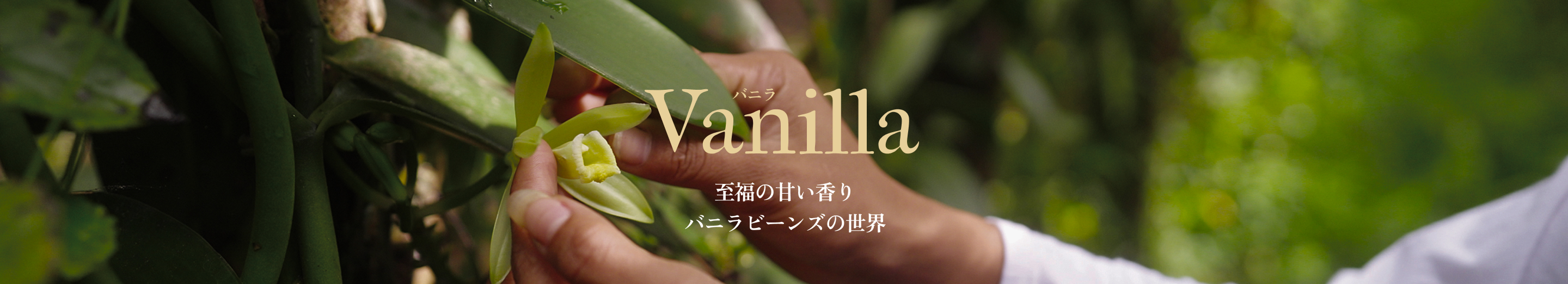 Vanilla 至福の香り バニラビーンズの世界
